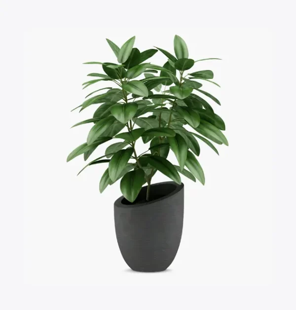 product-image-1_optimized